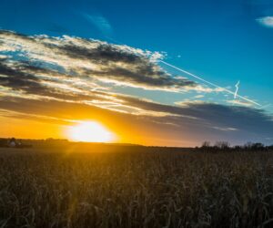 a sun setting over a corn field.