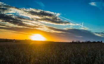 a sun setting over a corn field.