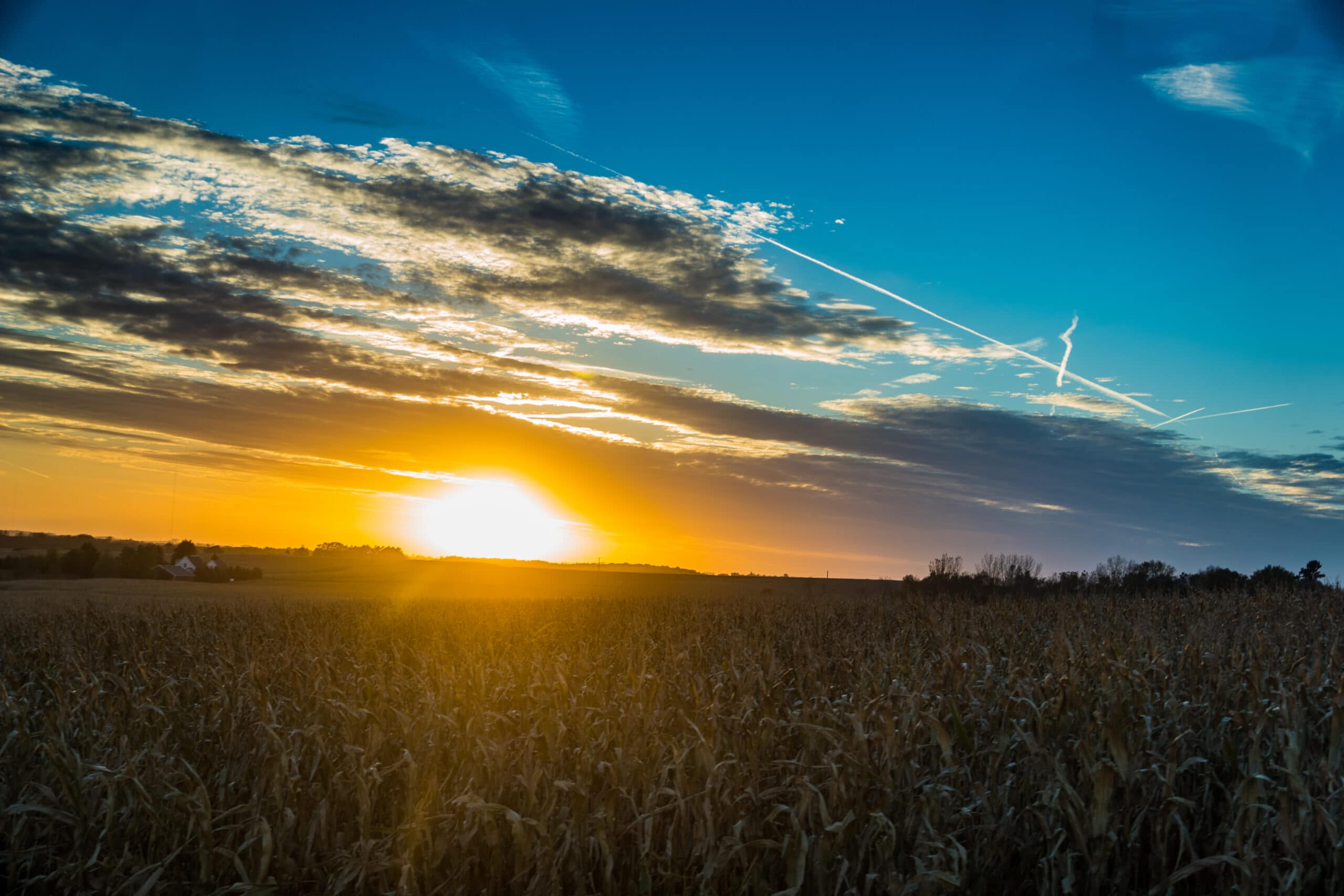a sun setting over a corn field.